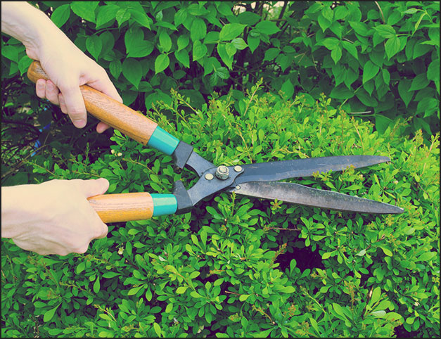 Horticulture Services